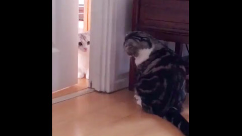 超萌短脚猫